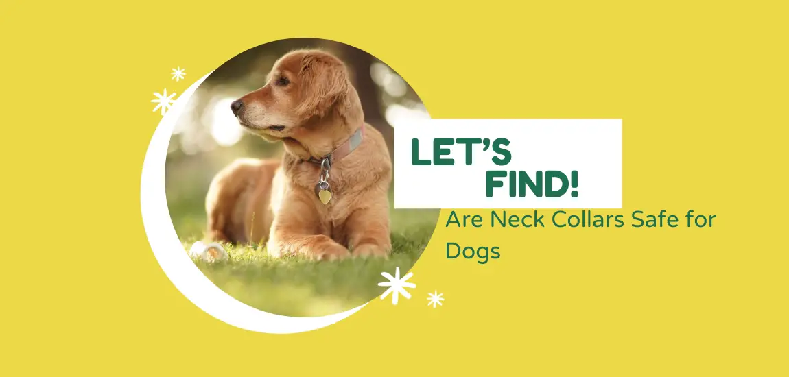 Are neck collars safe for dogs