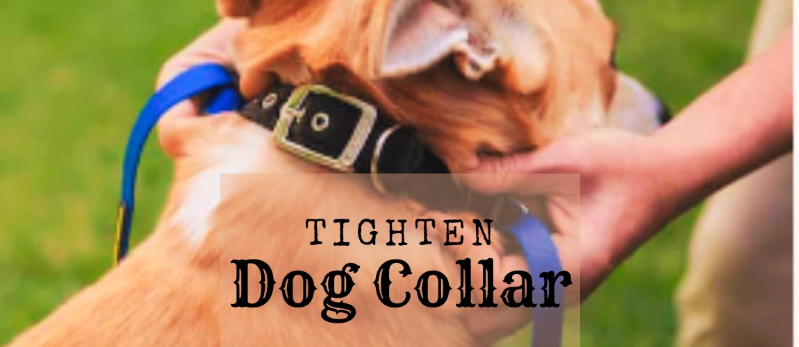 How to Tighten a dog collar
