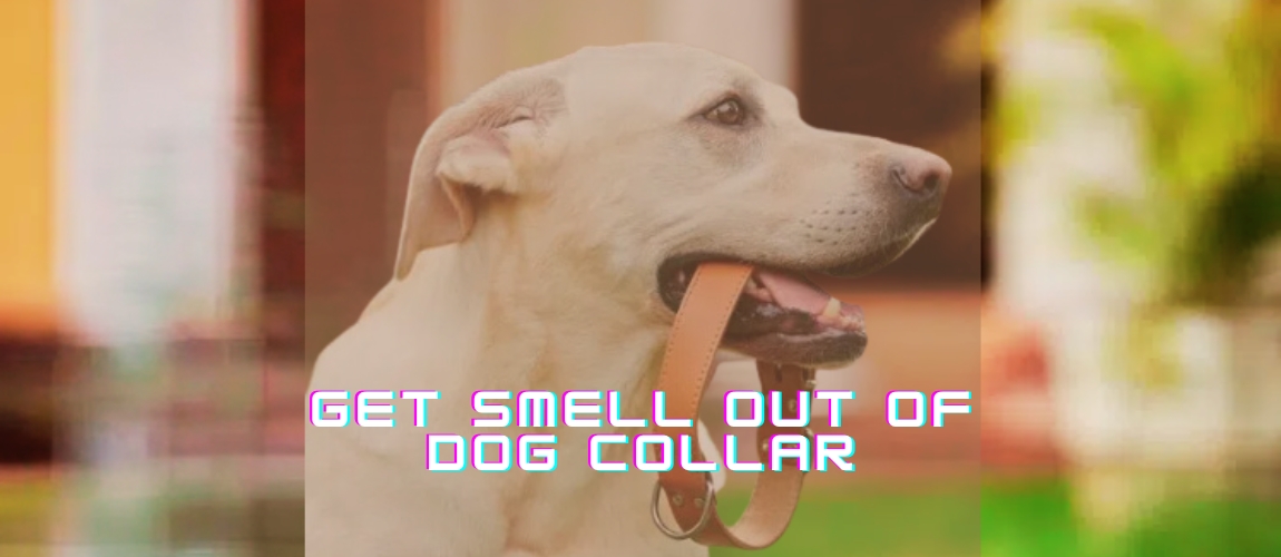 How to get smell out of dog collar