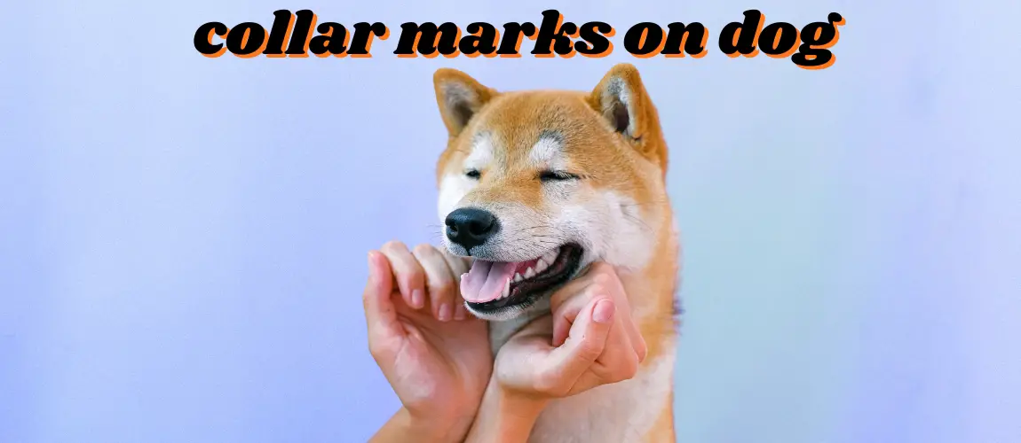 how to get rid of collar mark on dog