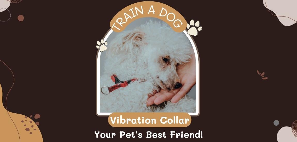 how to train a dog with a vibration collar