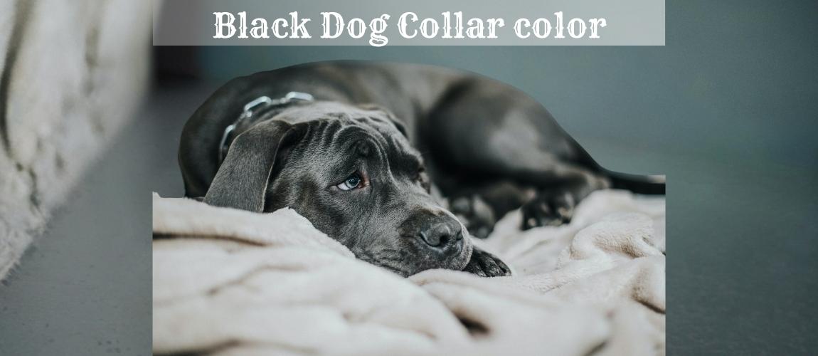 what color collar for black dog