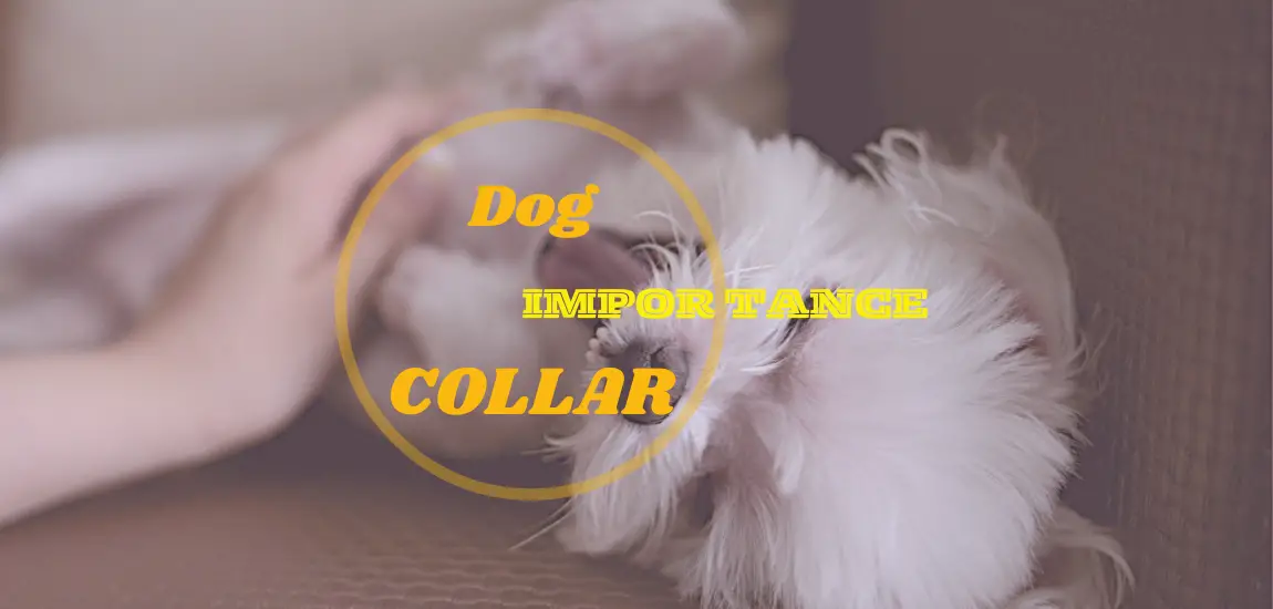Are dog collars important