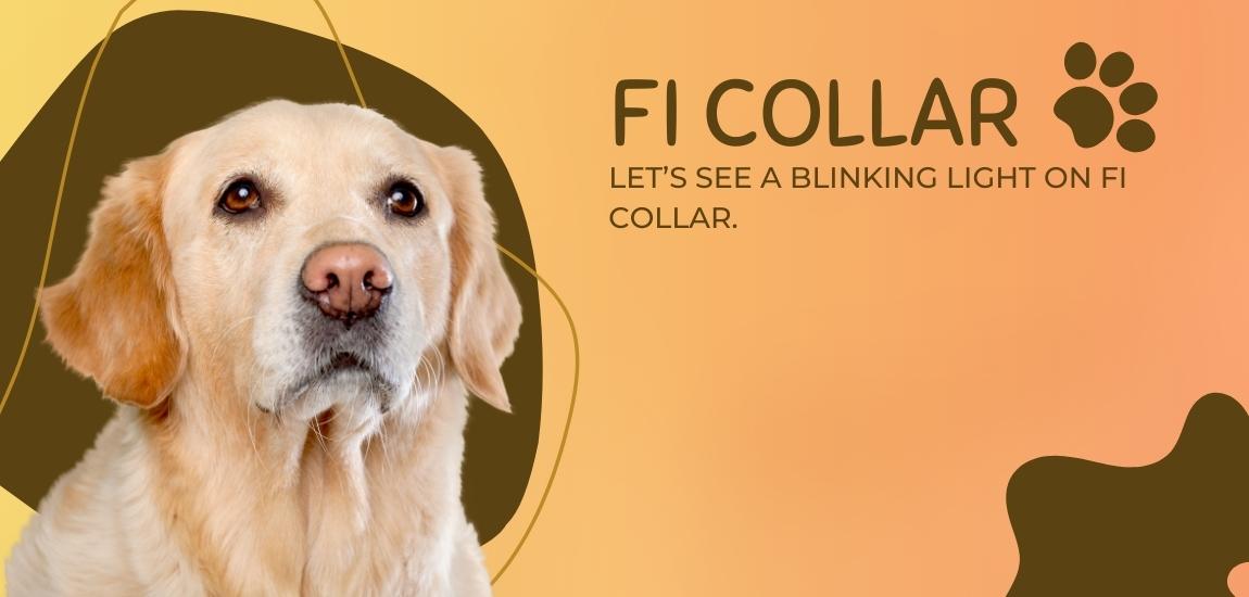 What is the blinking light on fi collar