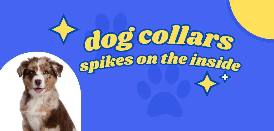 dog collars with spikes on the inside