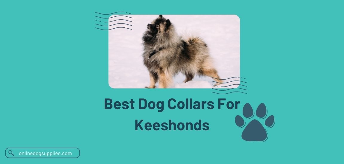 Best Dog Collars For Keeshonds
