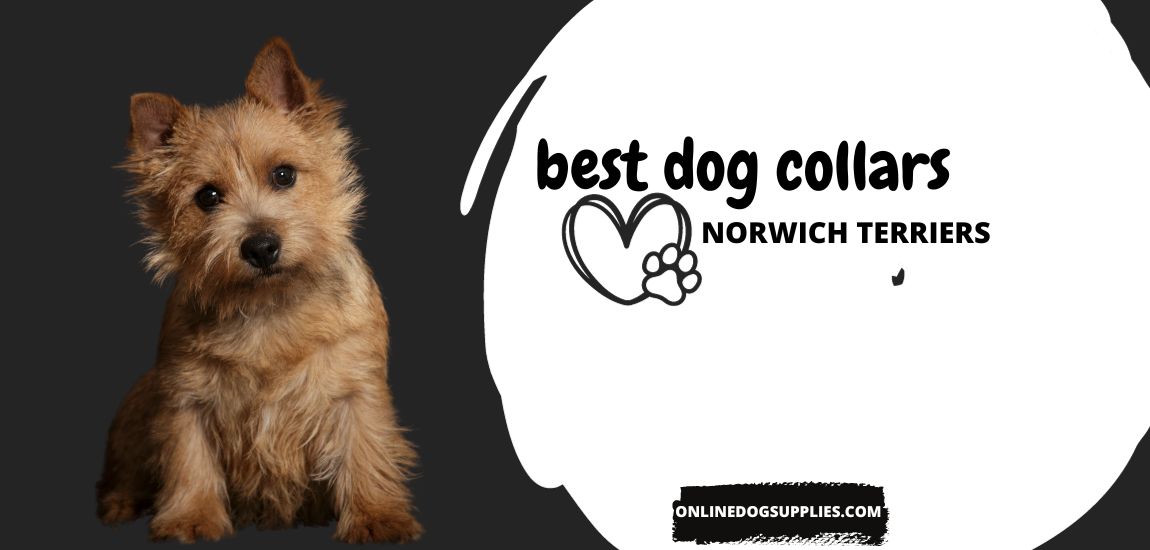 best dog collars for norwich terriers