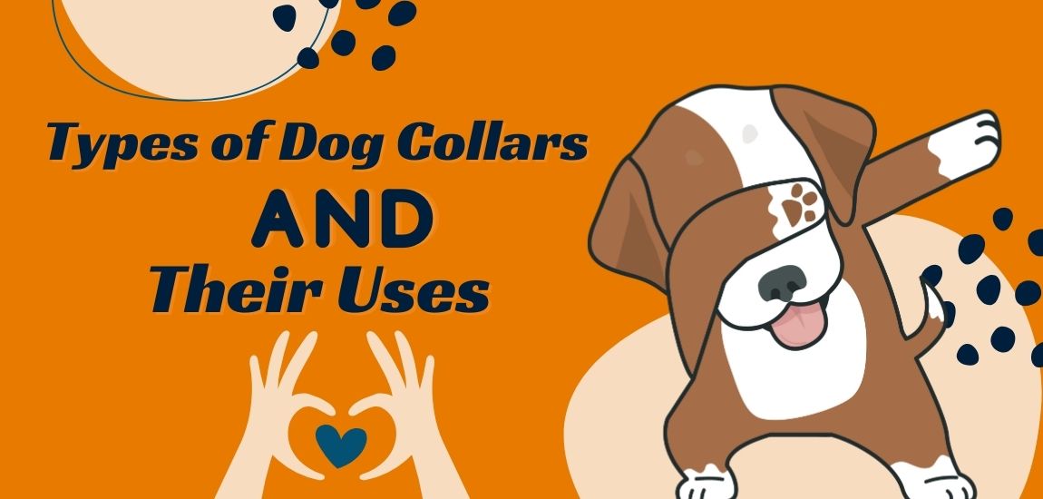 Types of Dog Collars and Their Uses