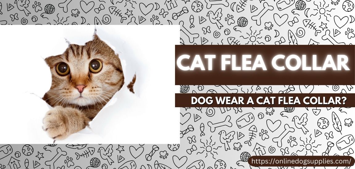 can a dog wear a cat flea collar