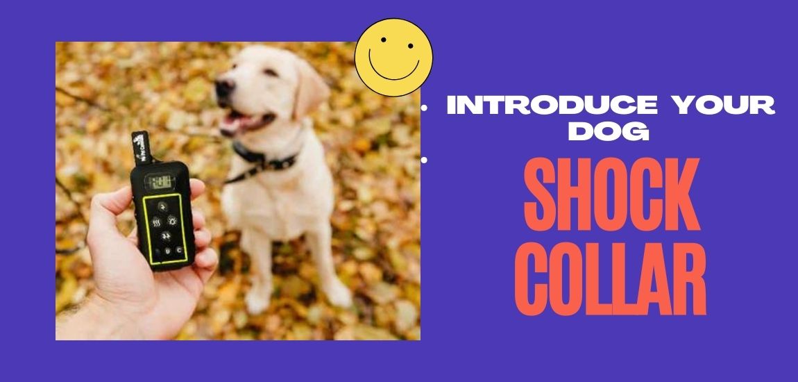 how to introduce a shock collar to a dog